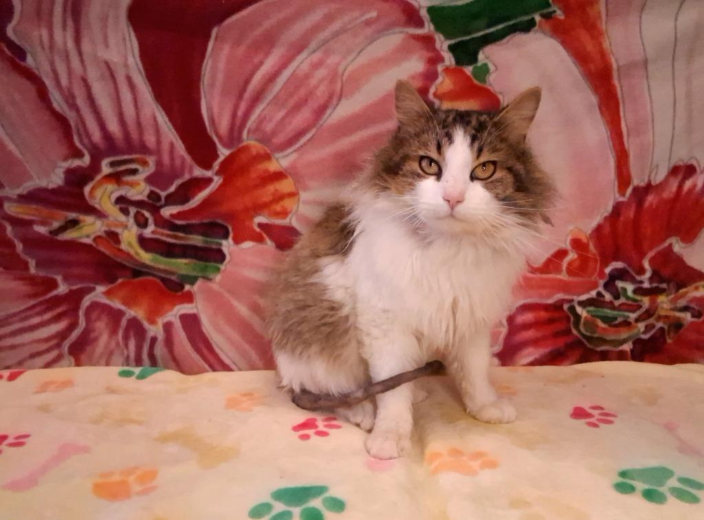 Enlarge KEVIN, a Adoptable mixed breed in Wintersville, OH image 2/6