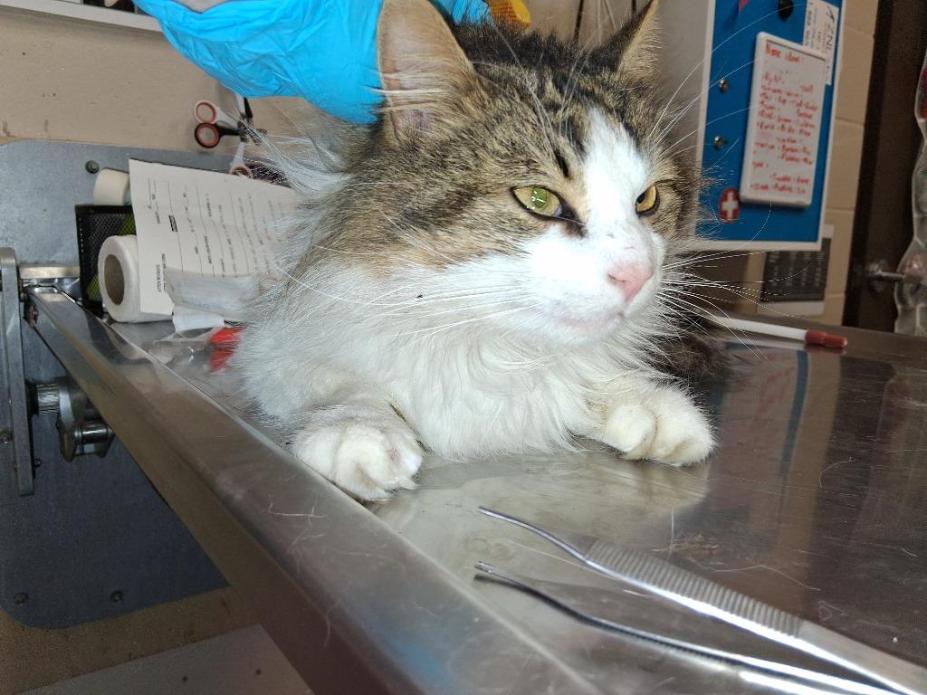 Enlarge KEVIN, a Adoptable mixed breed in Wintersville, OH image 3/6