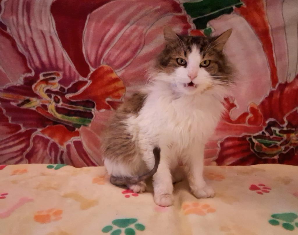 Enlarge KEVIN, a Adoptable mixed breed in Wintersville, OH image 4/6