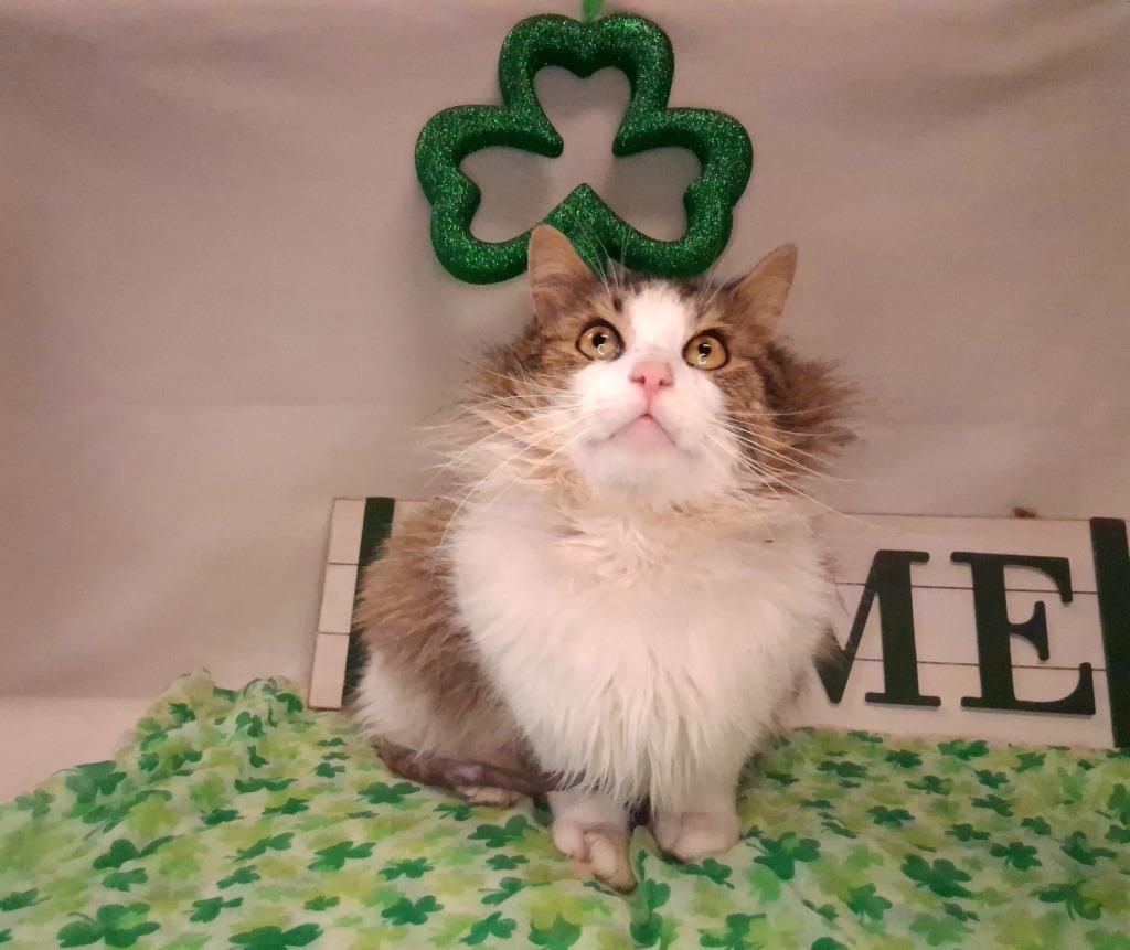 Enlarge KEVIN, a Adoptable mixed breed in Wintersville, OH image 5/6