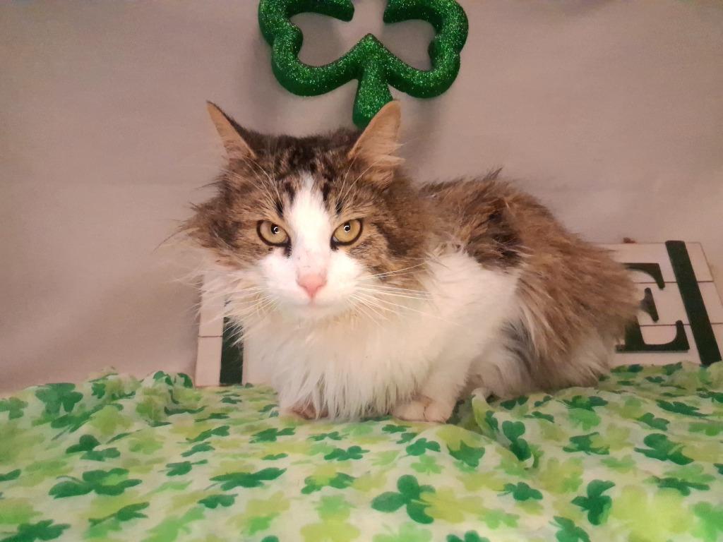 Enlarge KEVIN, a Adoptable mixed breed in Wintersville, OH image 6/6