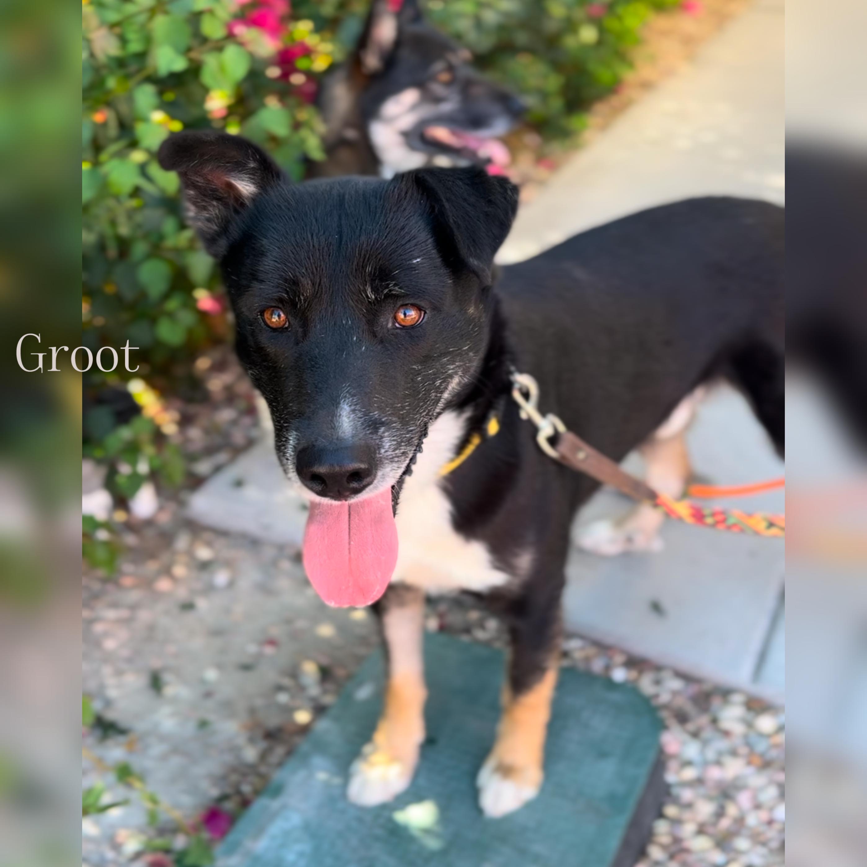 Groot and Zaya- BONDED, Adoptable, Adult Female Belgian Shepherd / Malinois & German Shepherd Dog.