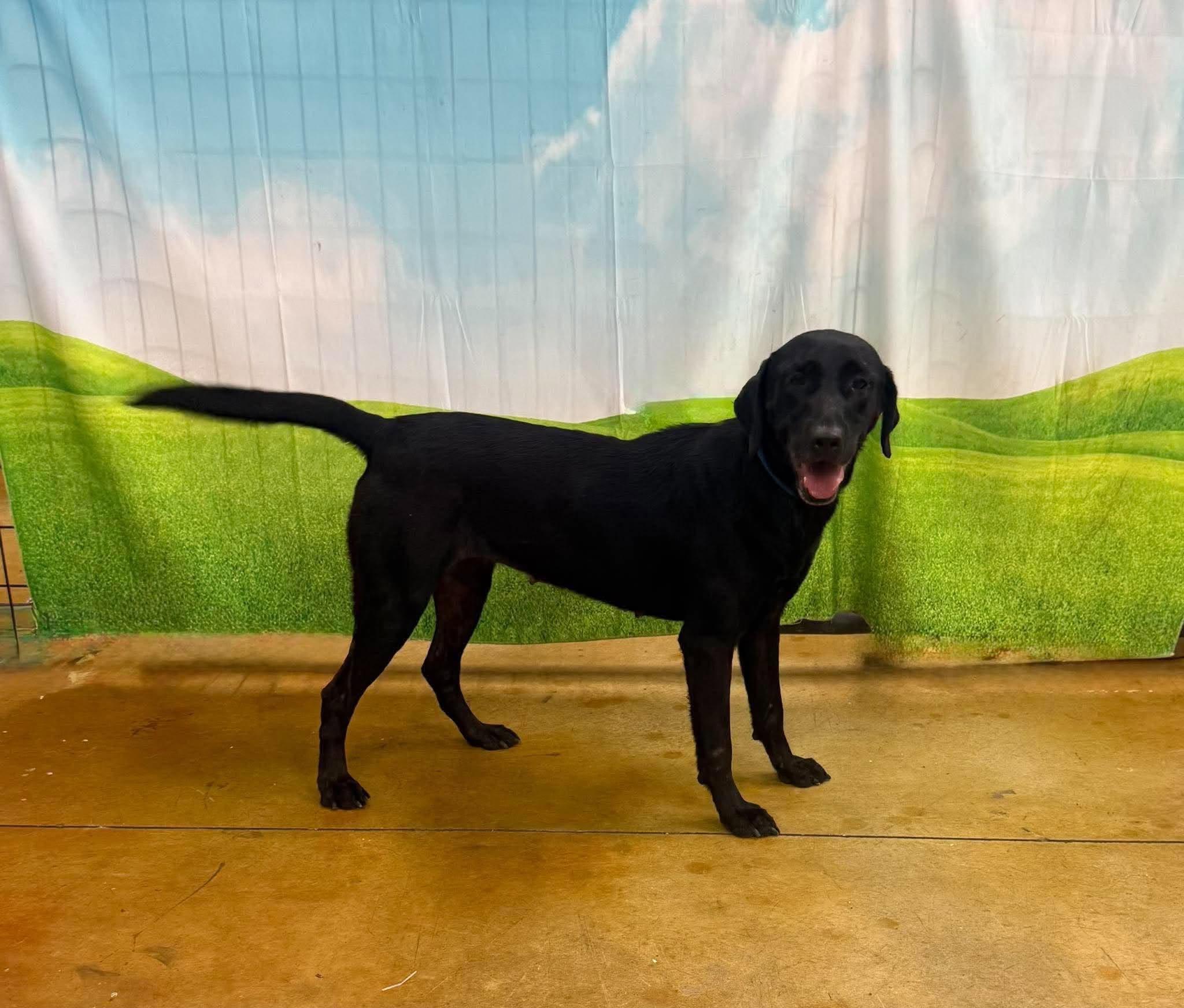 Enlarge Annie, a Adoptable Labrador Retriever in Austin, TX image 3/4