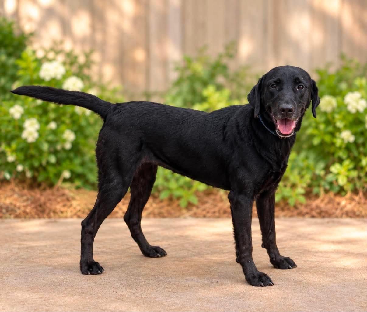 Annie, Adoptable, Adult Female Labrador Retriever.