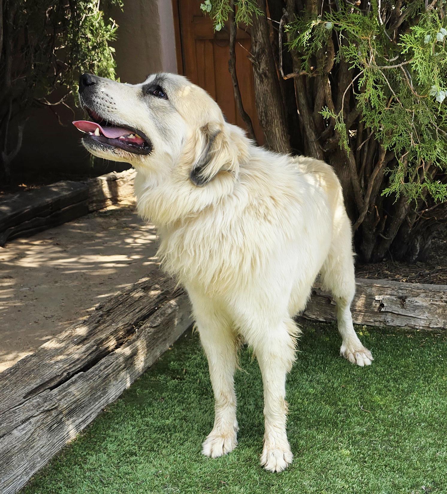 Enlarge Lovely Ms Lucia ~ Golden Pyr Perfection !, an adoptable mixed breed in Albuquerque, NM image 2/2