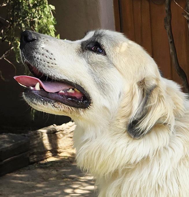 Enlarge Lovely Ms Lucia ~ Golden Pyr Perfection !, an adoptable mixed breed in Albuquerque, NM image 1/2