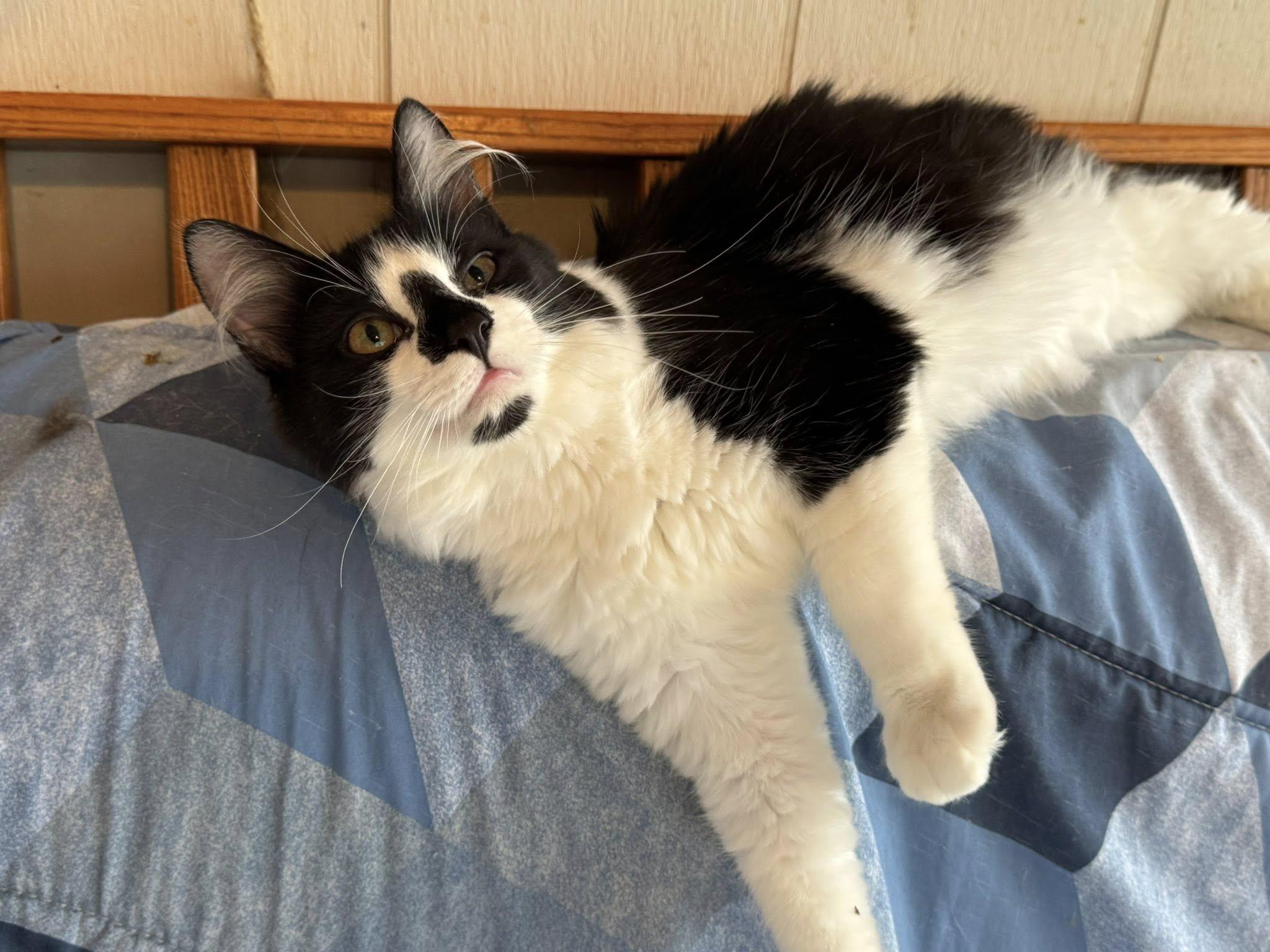 Merlot, a Adoptable Tuxedo in Ashton, ON image 1/3