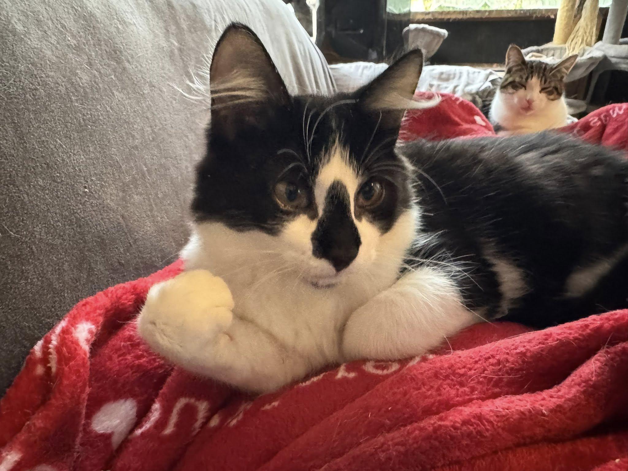 Merlot, a Adoptable Tuxedo in Ashton, ON image 2/3