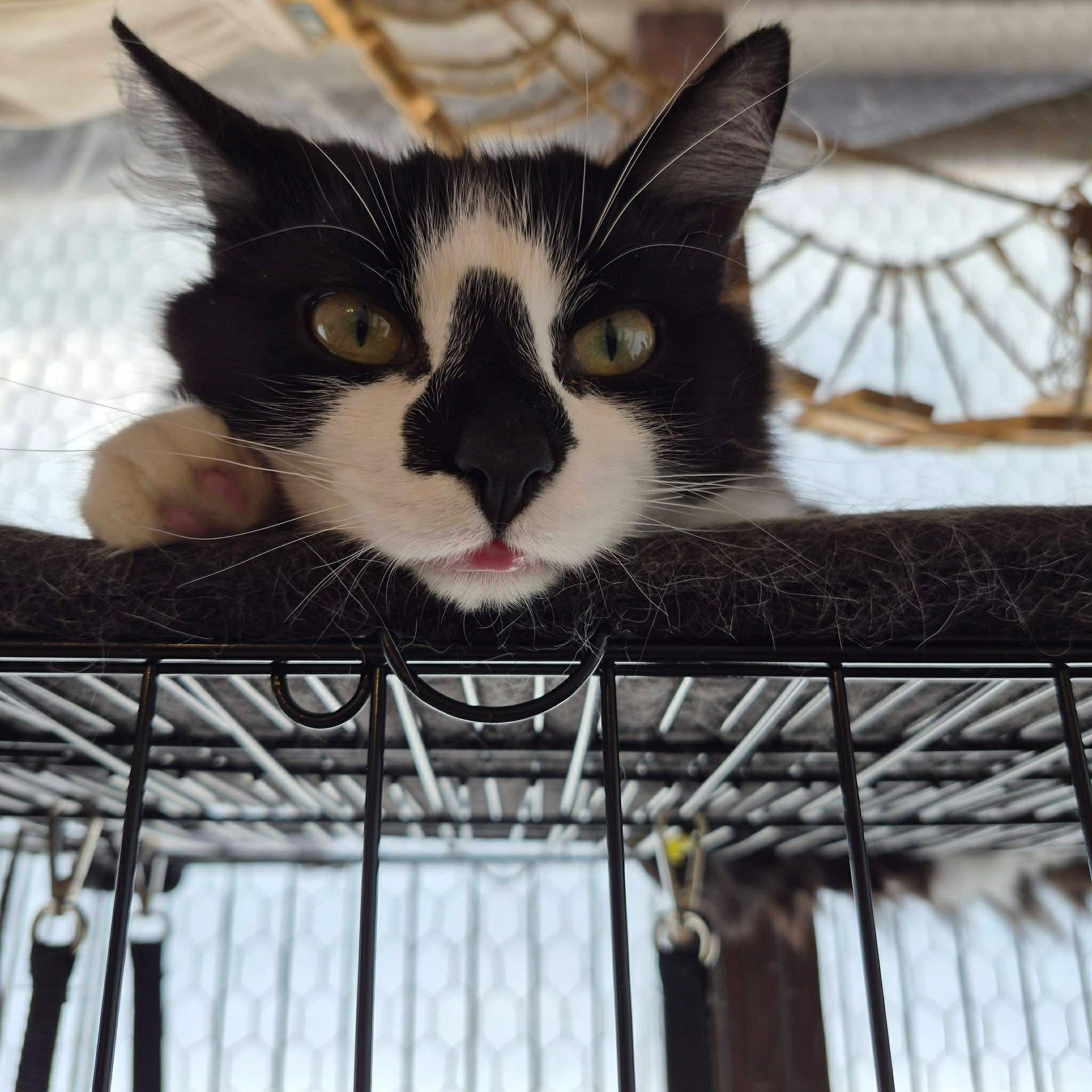 Enlarge Merlot, an adoptable Tuxedo in Ashton, ON image 1/5