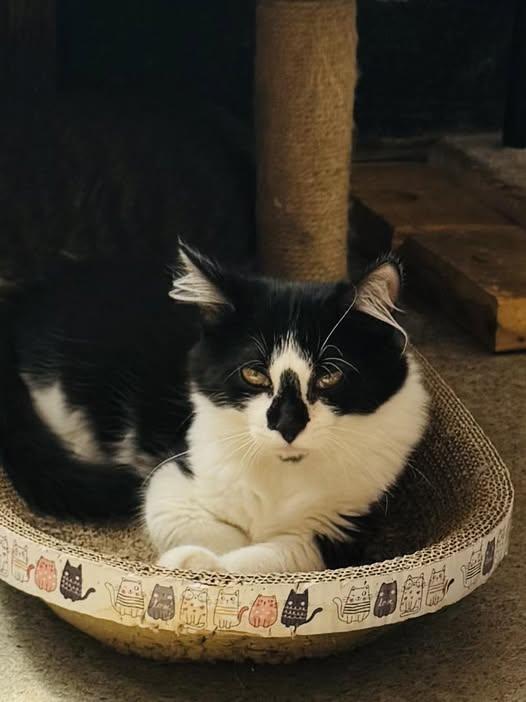 Merlot, a Adoptable Tuxedo in Ashton, ON image 3/3