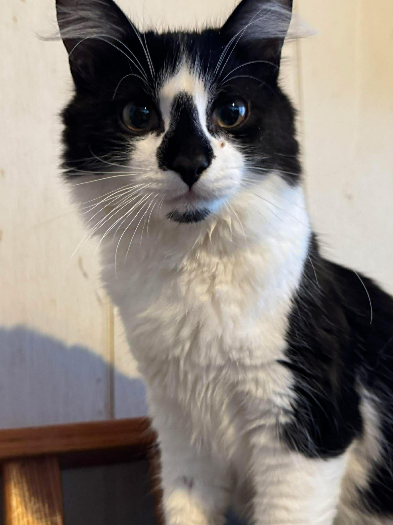 Enlarge Merlot, an adoptable Tuxedo in Ashton, ON image 2/5