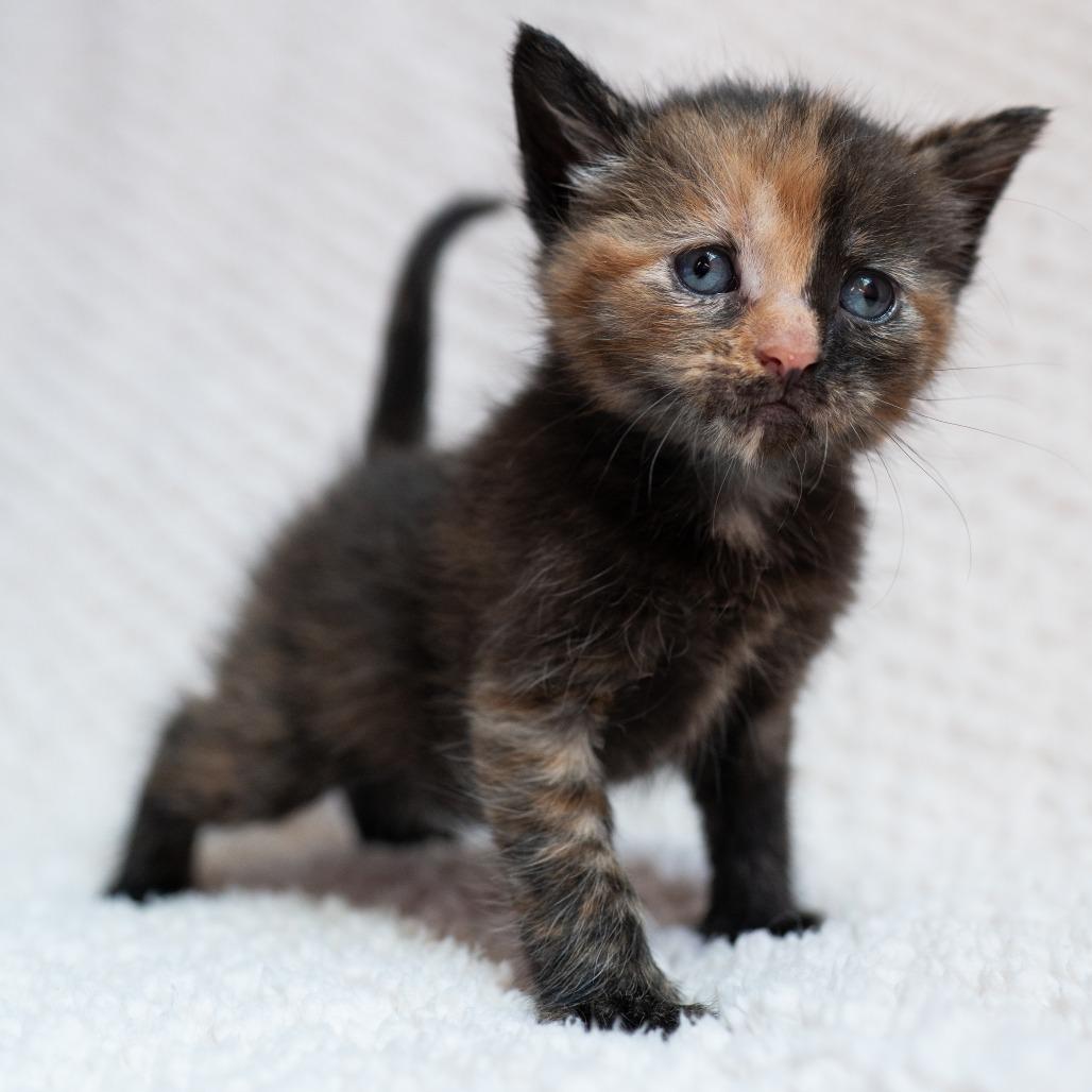 Enlarge Cheyenne, a Adoptable Domestic Short Hair in Fulton, MO image 1/2