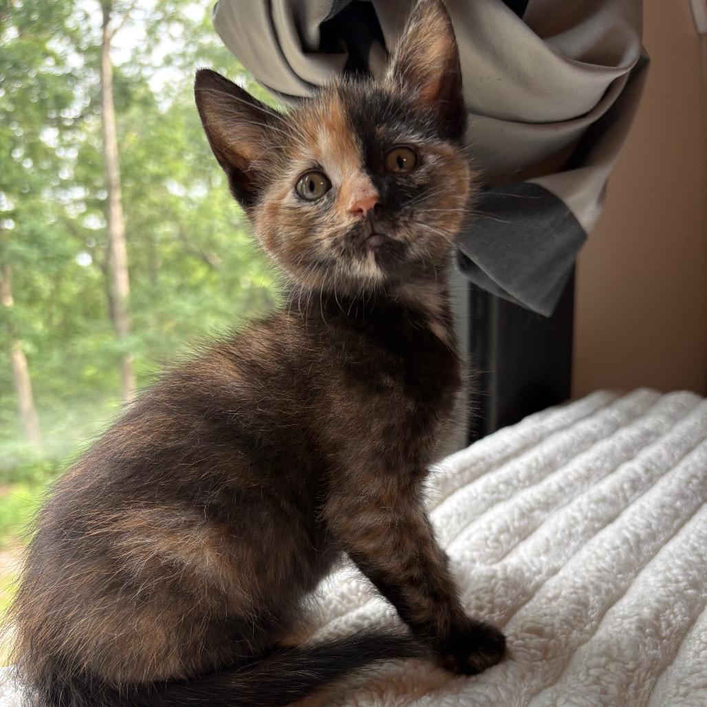 Enlarge Cheyenne, a Adoptable Domestic Short Hair in Fulton, MO image 2/2