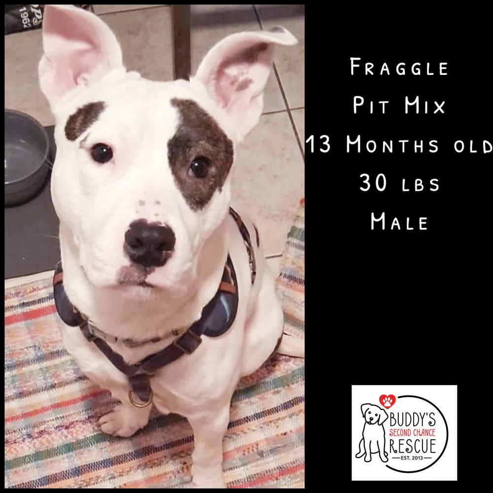 Pebbles, Adoptable, Adult Male Pit Bull Terrier.