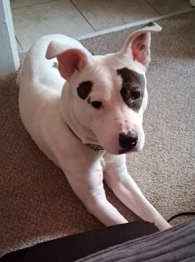 Enlarge Pebbles, a Adoptable mixed breed in Amherst, NY image 2/5