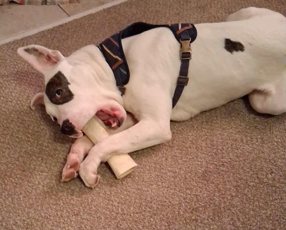 Enlarge Pebbles, a Adoptable mixed breed in Amherst, NY image 3/5