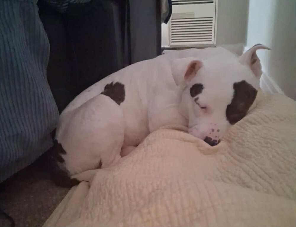 Enlarge Pebbles, a Adoptable mixed breed in Amherst, NY image 4/5