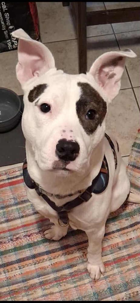 Enlarge Pebbles, a Adoptable mixed breed in Amherst, NY image 5/5