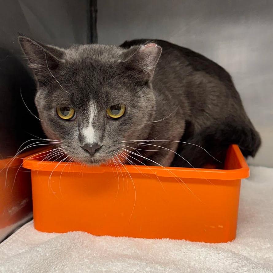 Enlarge Thor, a Adoptable Domestic Short Hair in Edwardsville, IL image 1/1