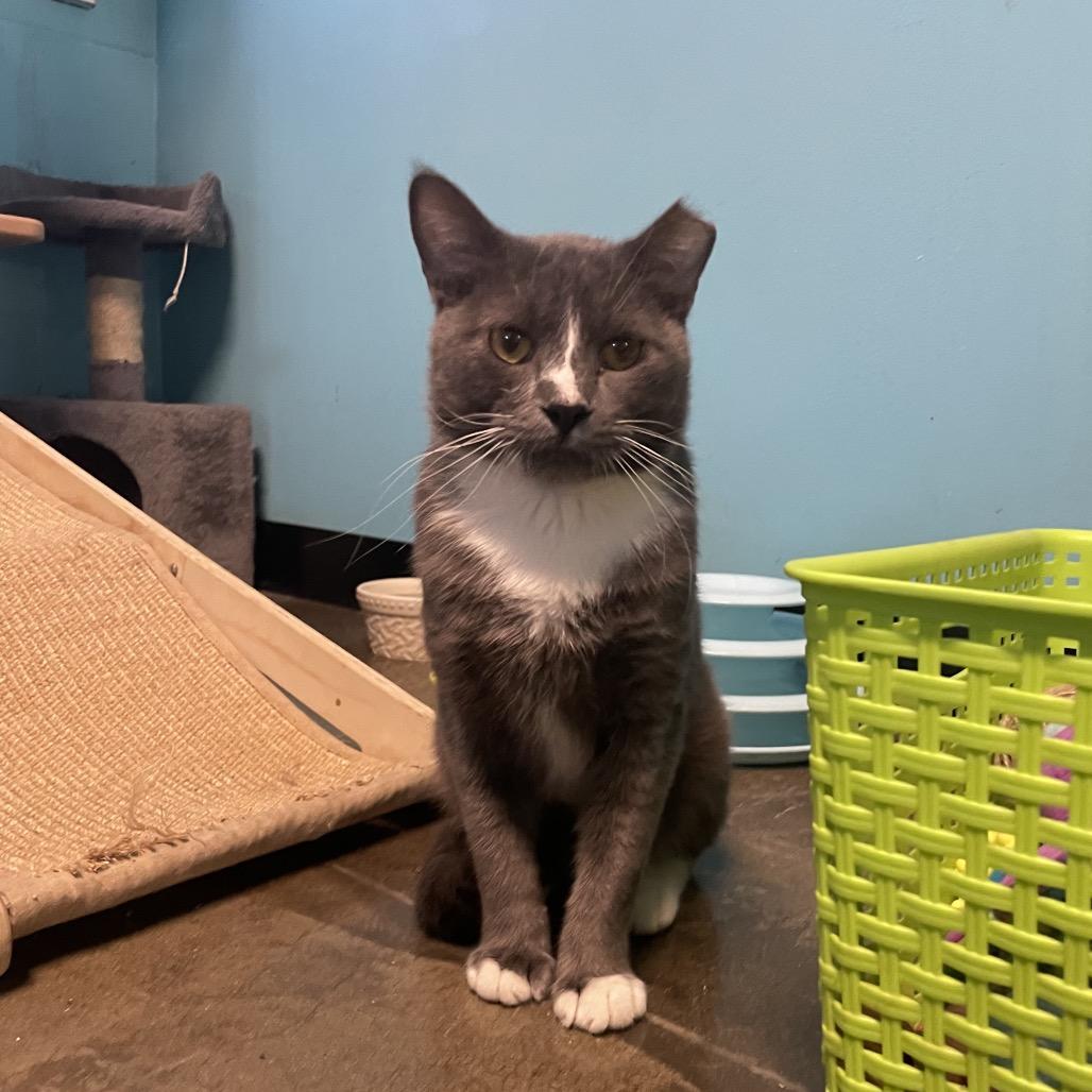 Thor, Adoptable, Adult Male Domestic Short Hair.