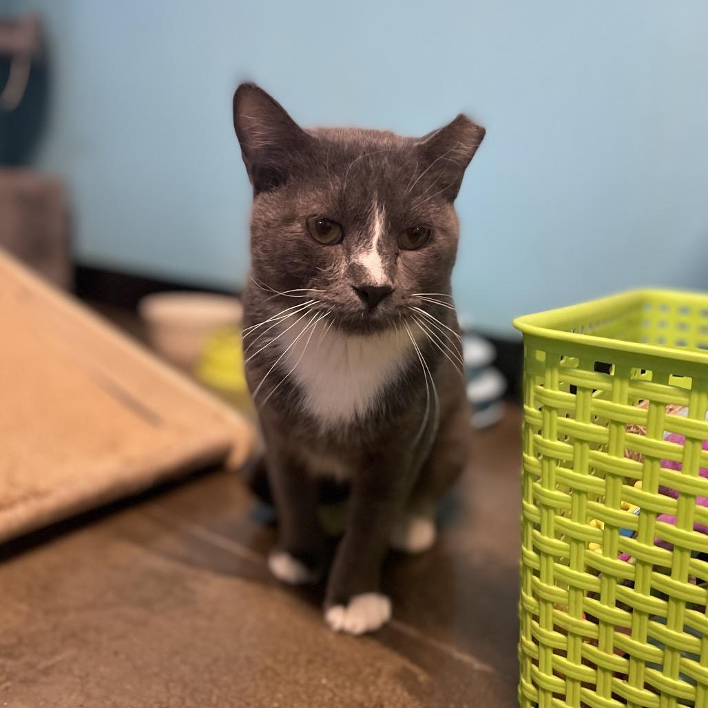 Enlarge Thor, a Adoptable Domestic Short Hair in Edwardsville, IL image 2/3