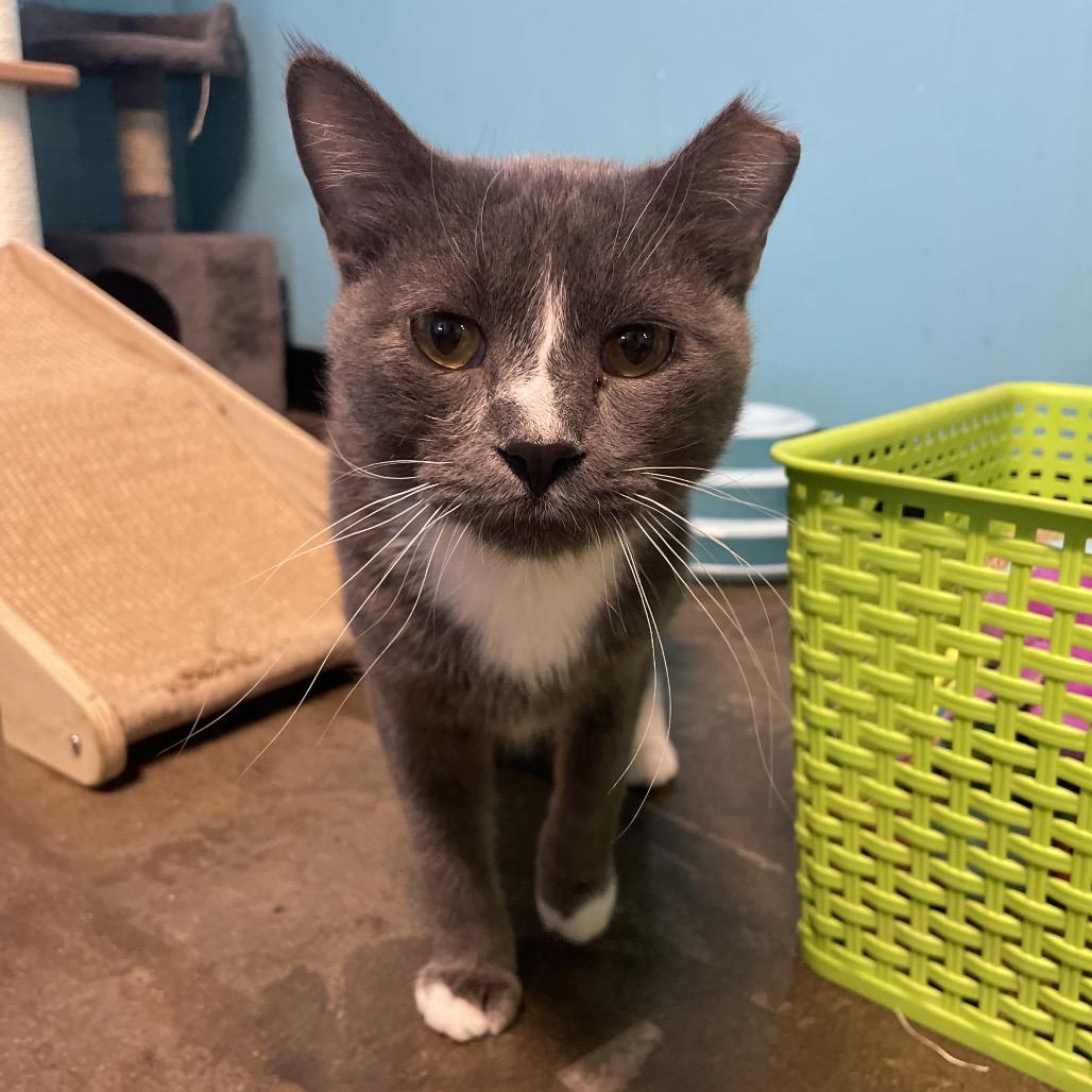 Enlarge Thor, a Adoptable Domestic Short Hair in Edwardsville, IL image 3/3