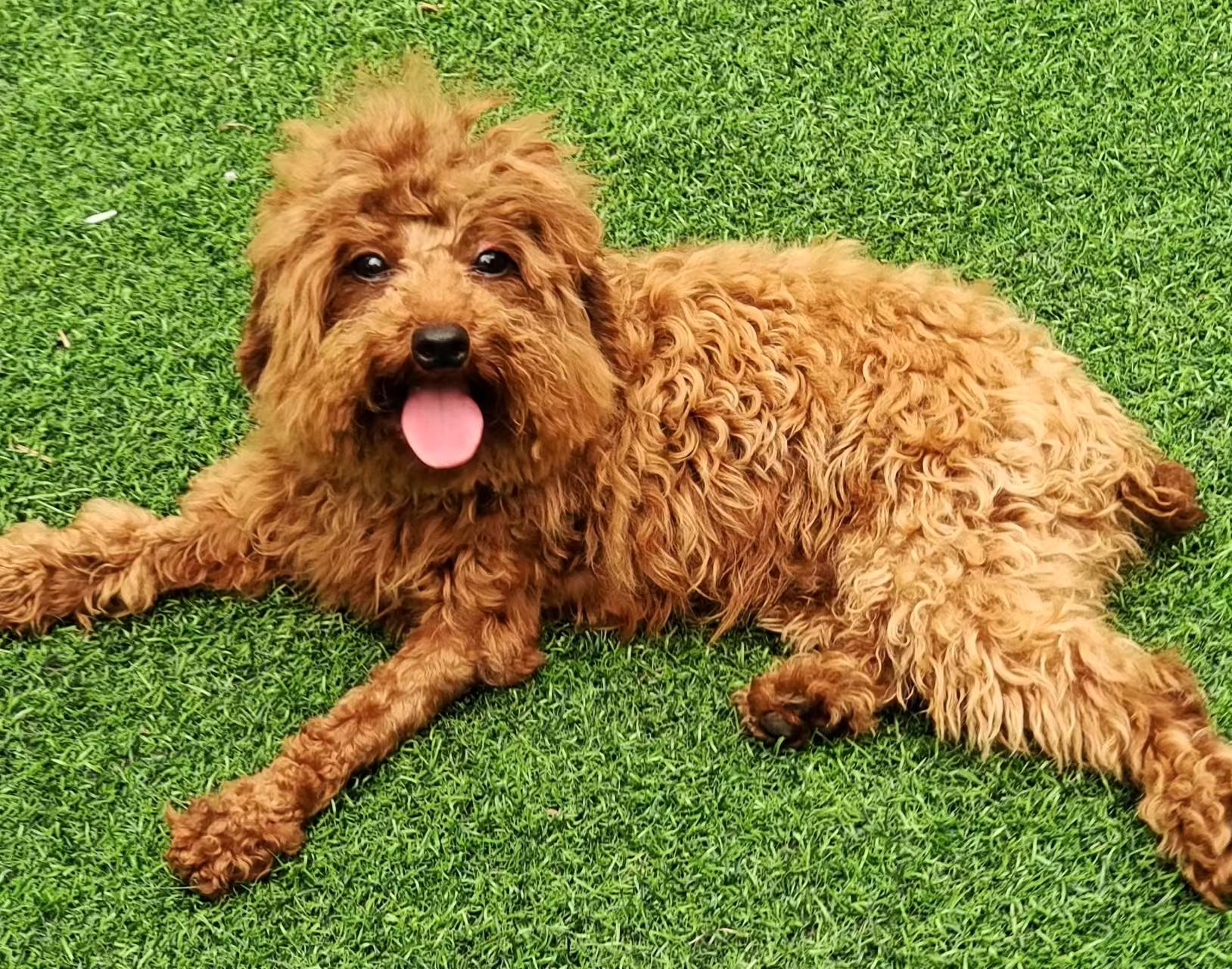 Enlarge Papi, an adopted Poodle (Toy) in Richmond, BC image 1/3