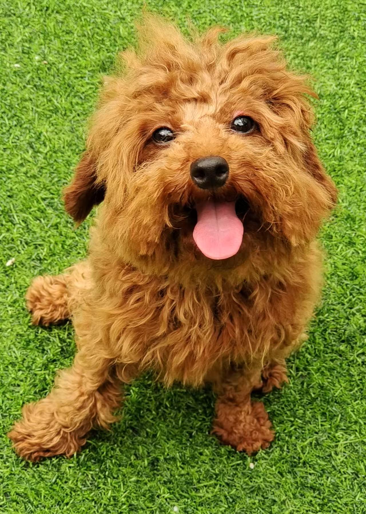 Enlarge Papi, an adopted Poodle (Toy) in Richmond, BC image 2/3