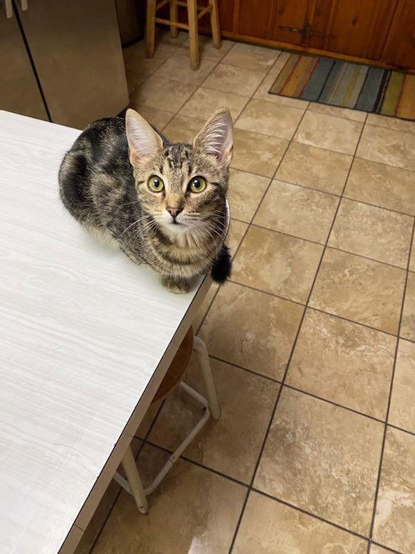 PEEWEE, Adoptable, Kitten Female American Shorthair & British Shorthair.