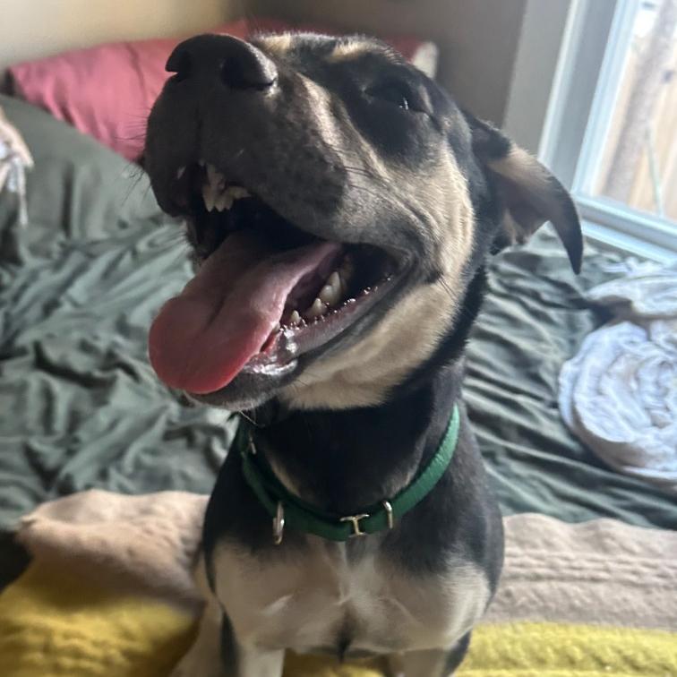 Enlarge Halo, a Adoptable mixed breed in Fayetteville, AR image 2/6