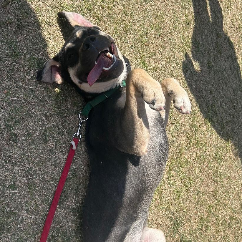 Enlarge Halo, a Adoptable mixed breed in Fayetteville, AR image 3/6