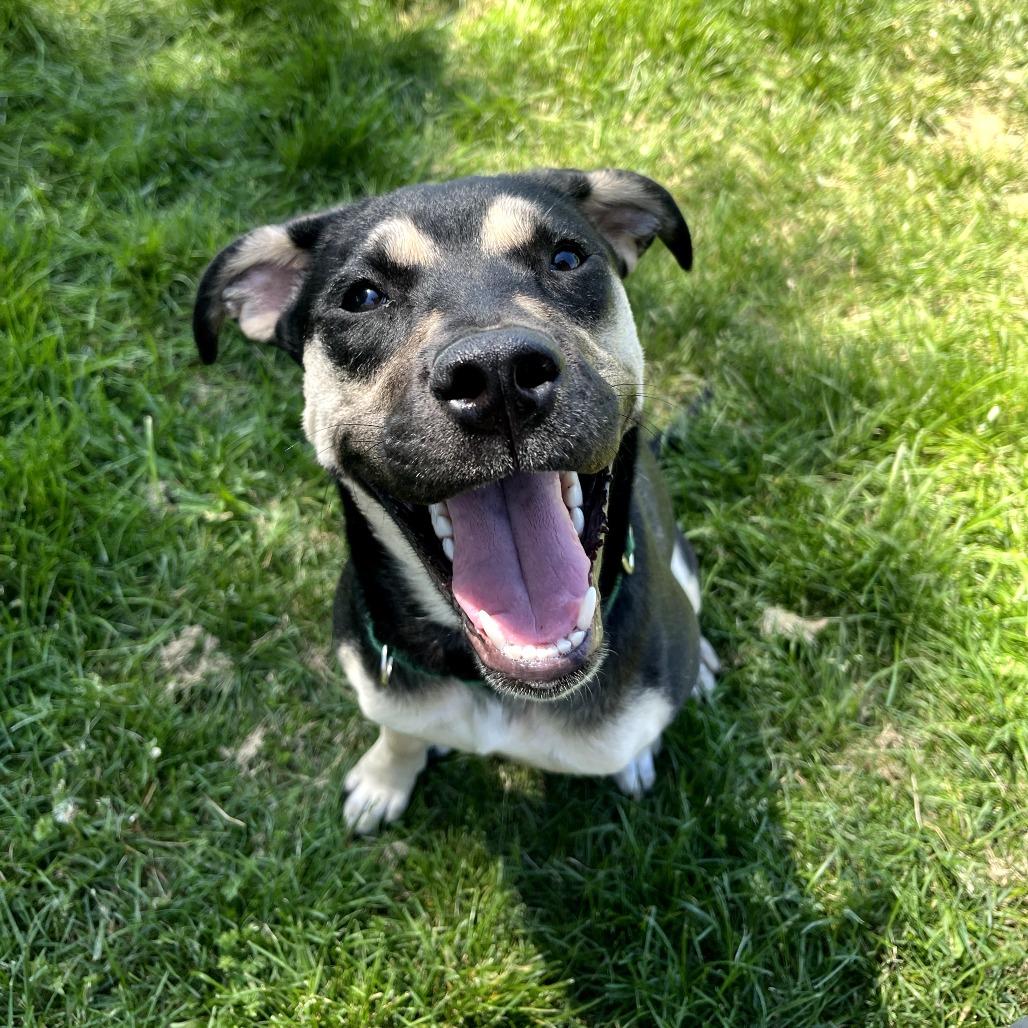 Enlarge Halo, a Adoptable mixed breed in Fayetteville, AR image 4/6