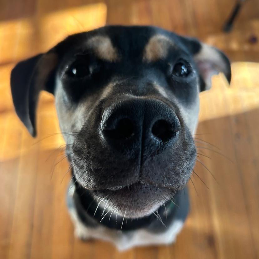 Enlarge Halo, a Adoptable mixed breed in Fayetteville, AR image 6/6
