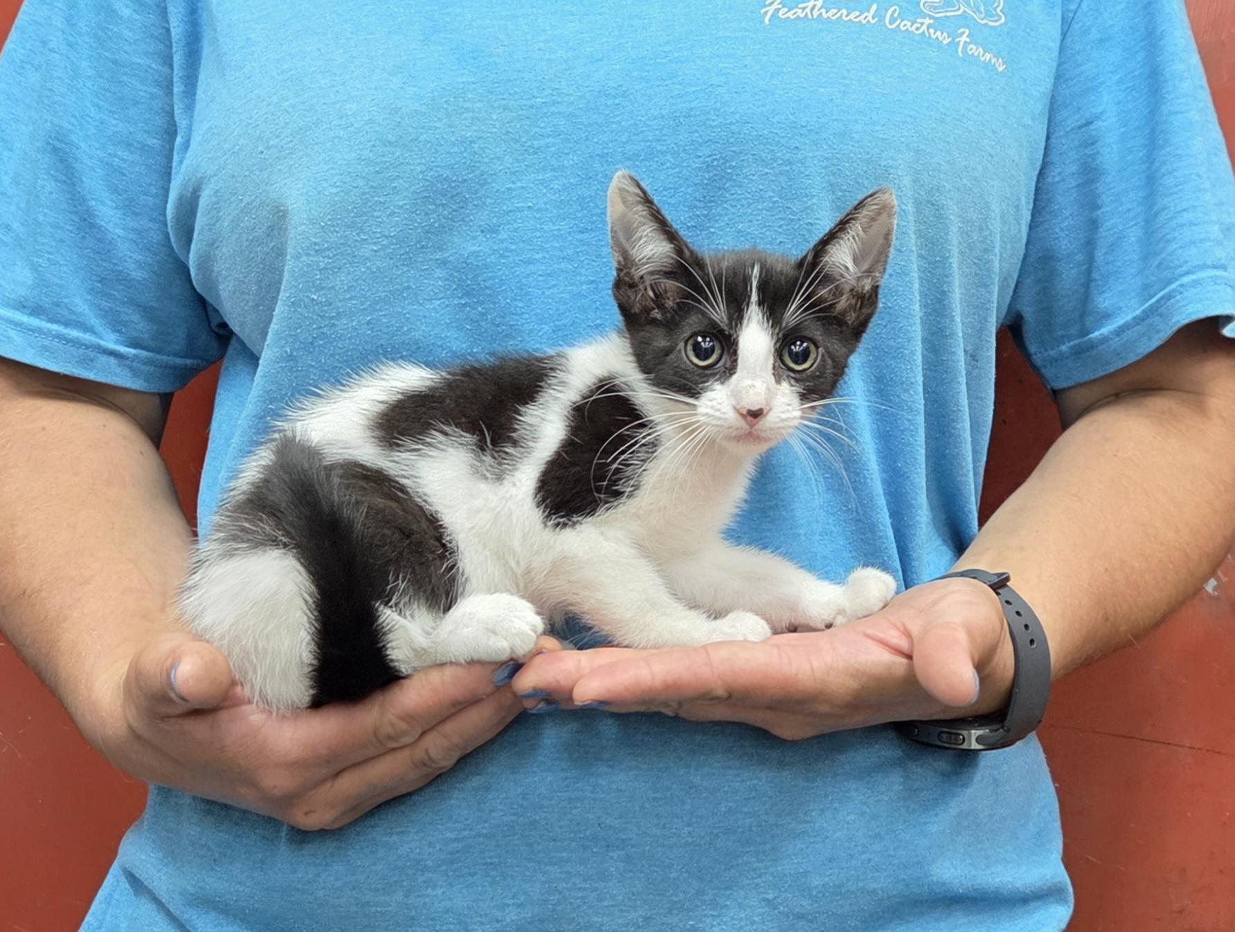 Freckle, Adoptable, Kitten Female Domestic Short Hair.