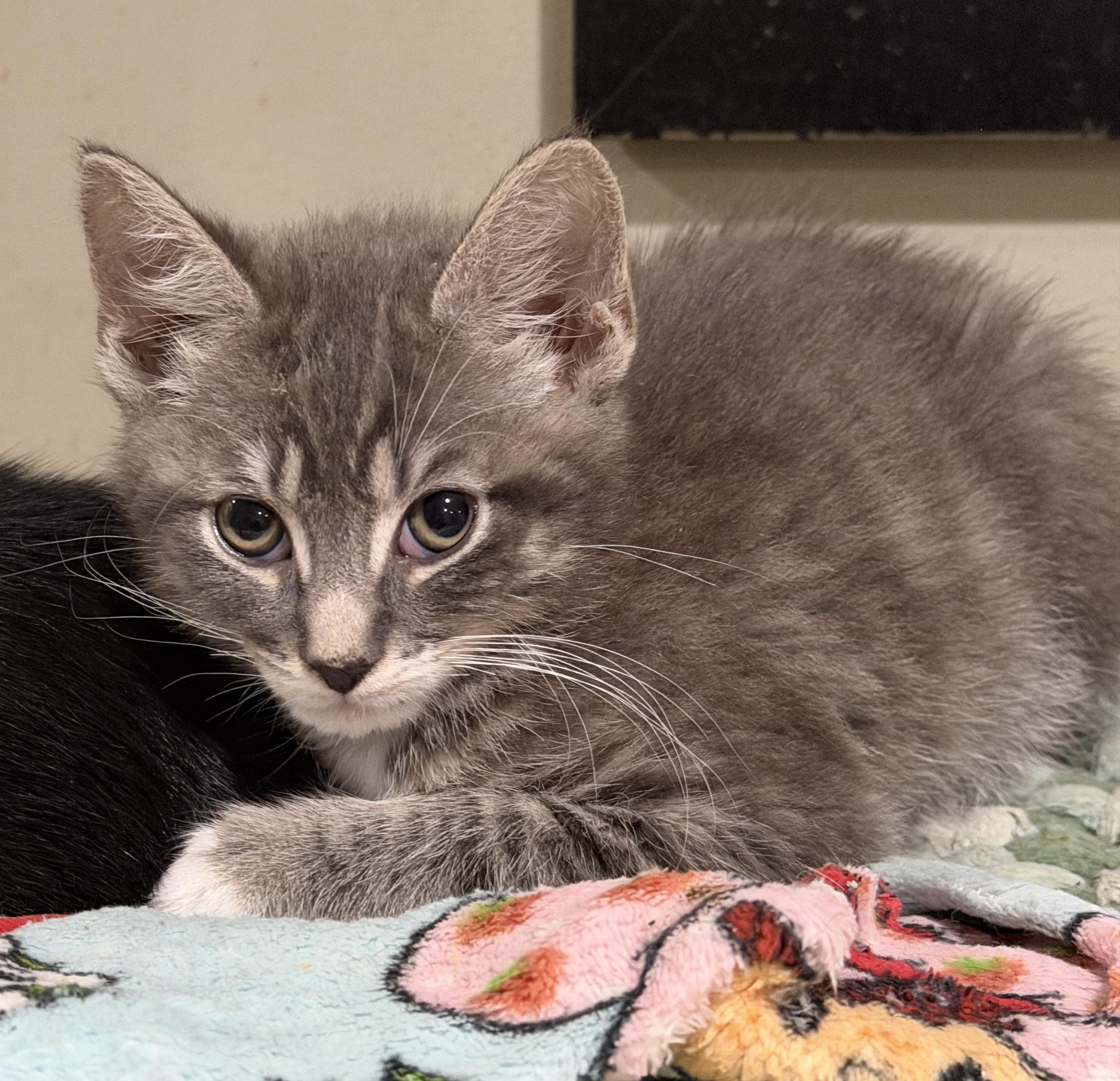 Nico, Adoptable, Kitten Male Domestic Short Hair.