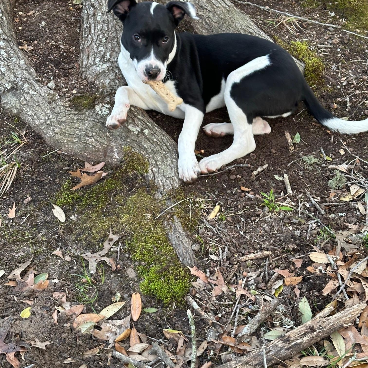 Enlarge Dolly, a Adoptable mixed breed in Lufkin, TX image 1/4
