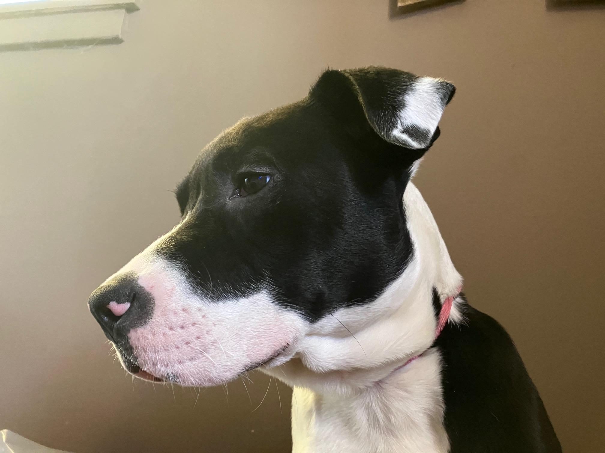 Enlarge Dolly, a Adoptable mixed breed in Lufkin, TX image 3/4