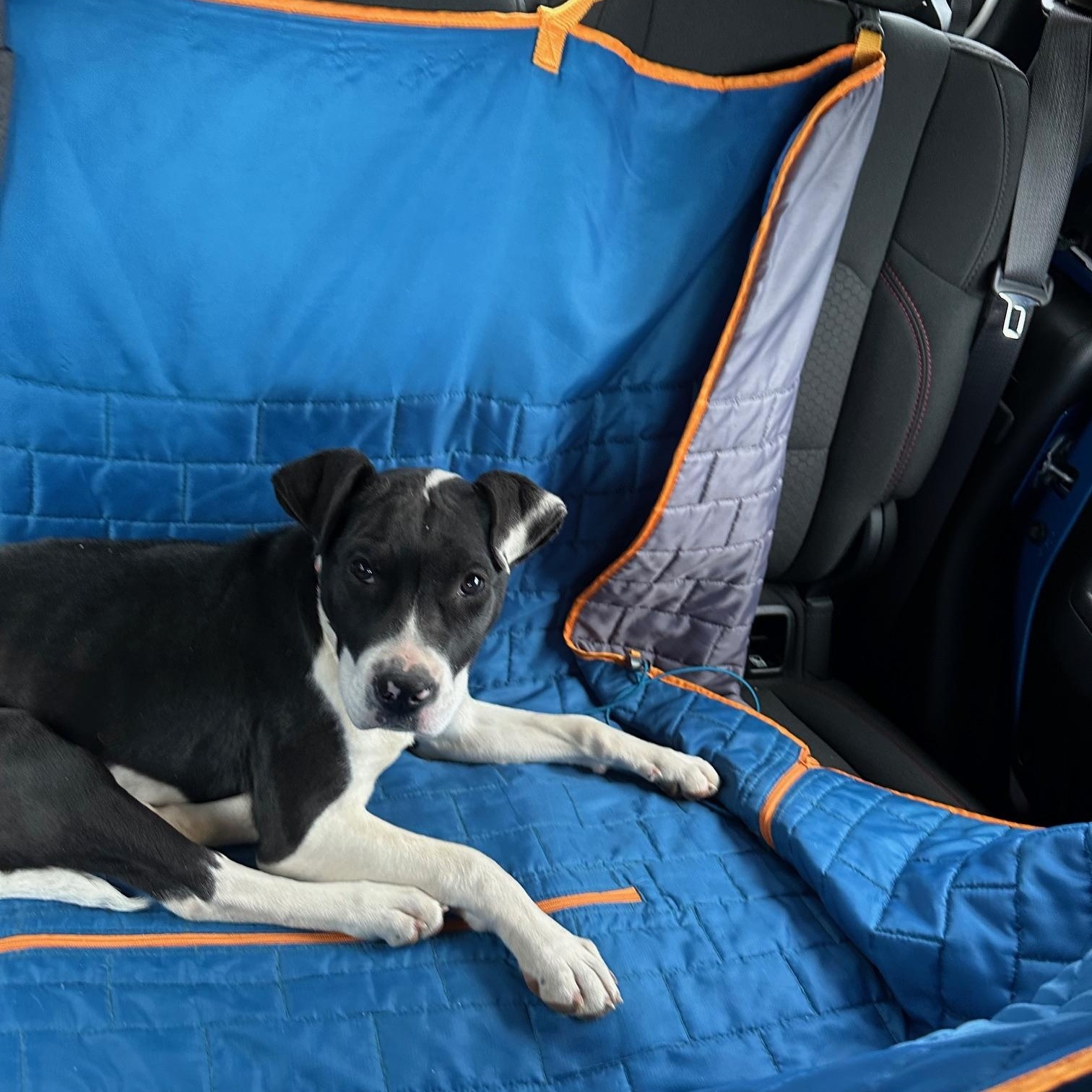 Enlarge Dolly, a Adoptable mixed breed in Lufkin, TX image 4/4