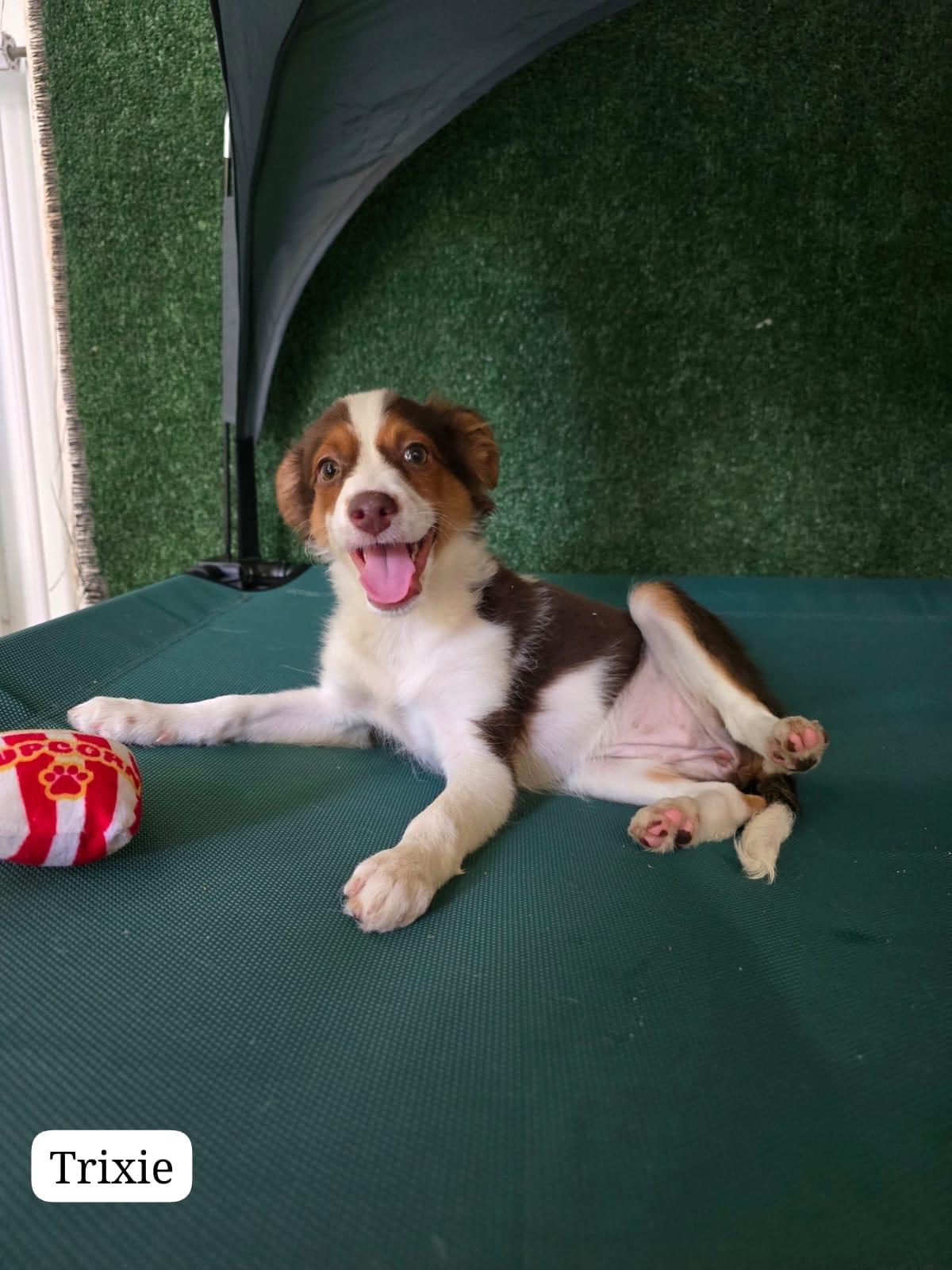 Trixie, ADOPTABLE, Young Female Labrador Retriever.