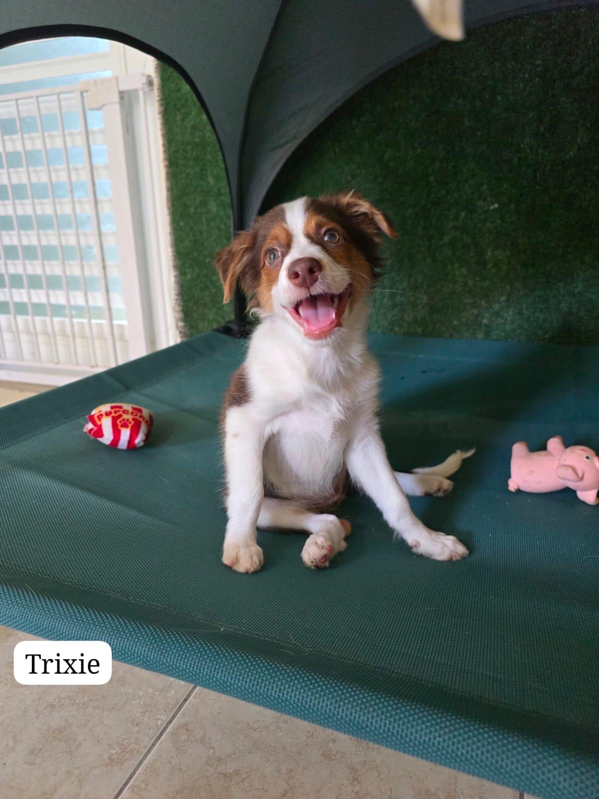 Trixie, a ADOPTABLE mixed breed in New York, NY image 5/5