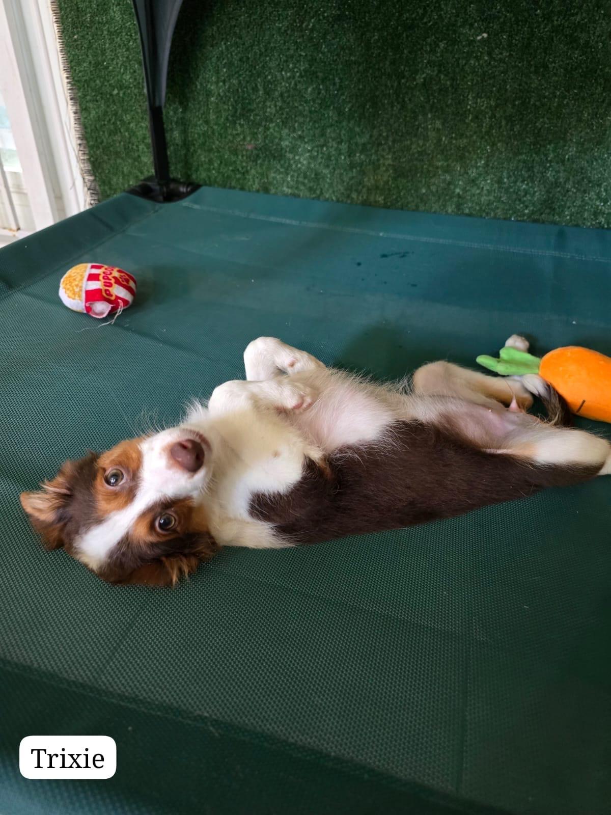 Trixie, a ADOPTABLE mixed breed in New York, NY image 3/5