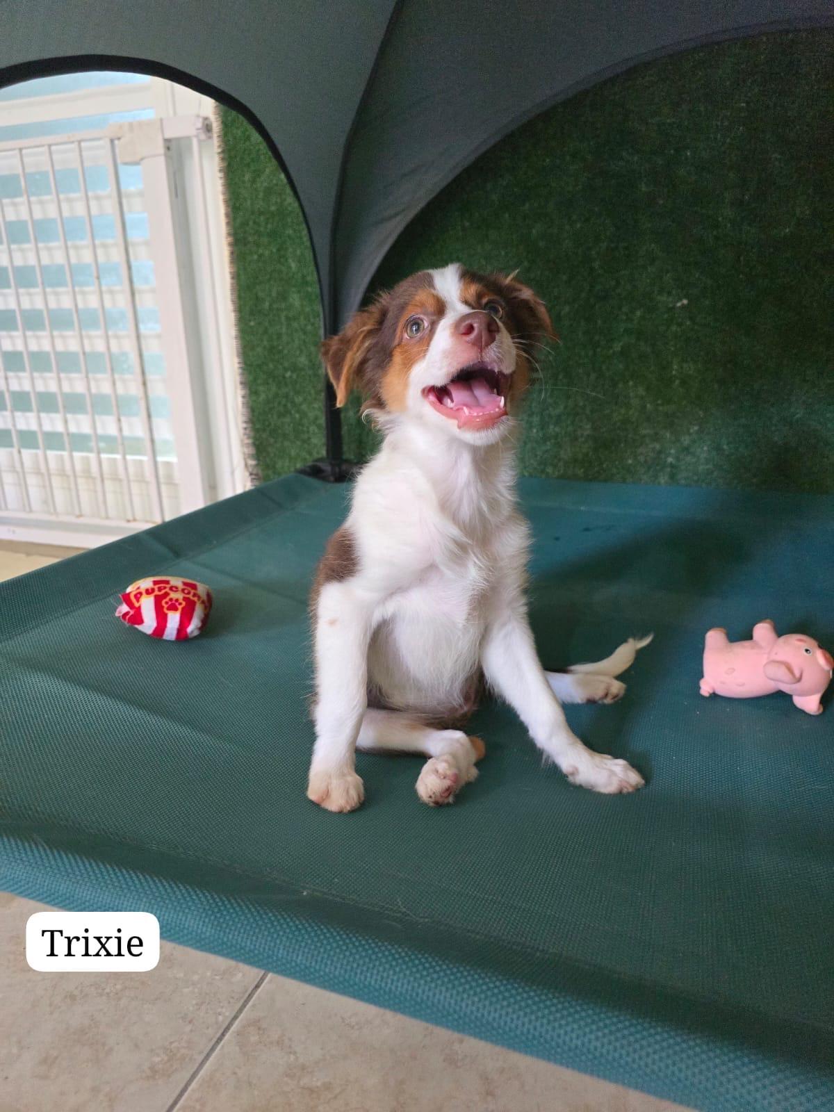 Trixie, a ADOPTABLE mixed breed in New York, NY image 2/5