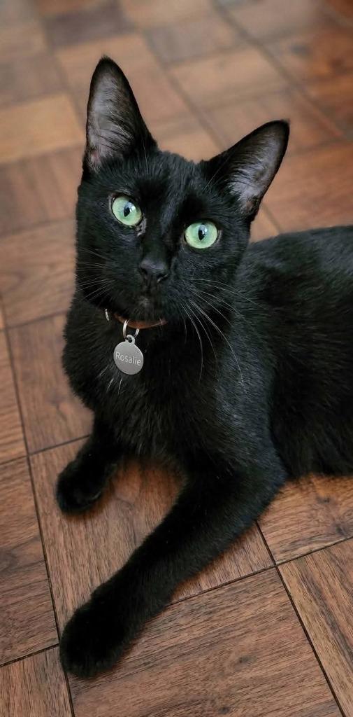 Enlarge Rosalie, a Adoptable mixed breed in Miami, OK image 1/3