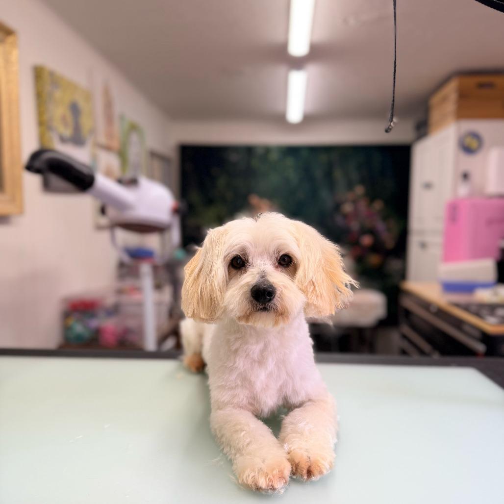 Enlarge Benji, a Adoptable Mixed Breed in Pacific Grove, CA image 1/4