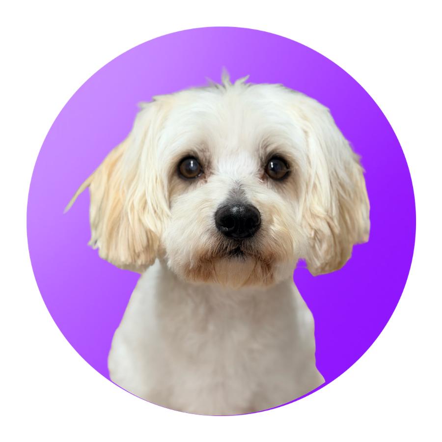 Enlarge Benji, a Adoptable Mixed Breed in Pacific Grove, CA image 2/4