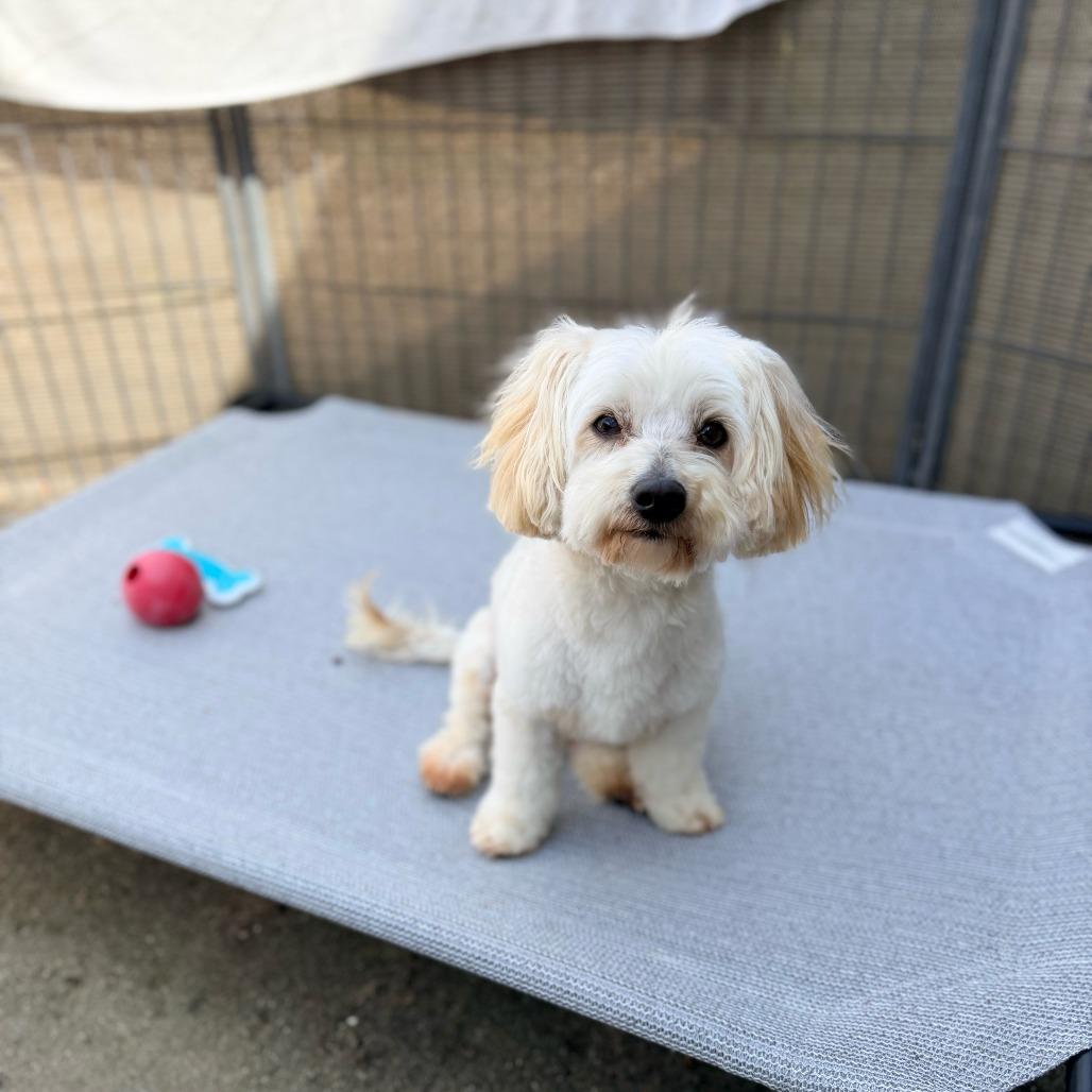 Enlarge Benji, a Adoptable Mixed Breed in Pacific Grove, CA image 3/4