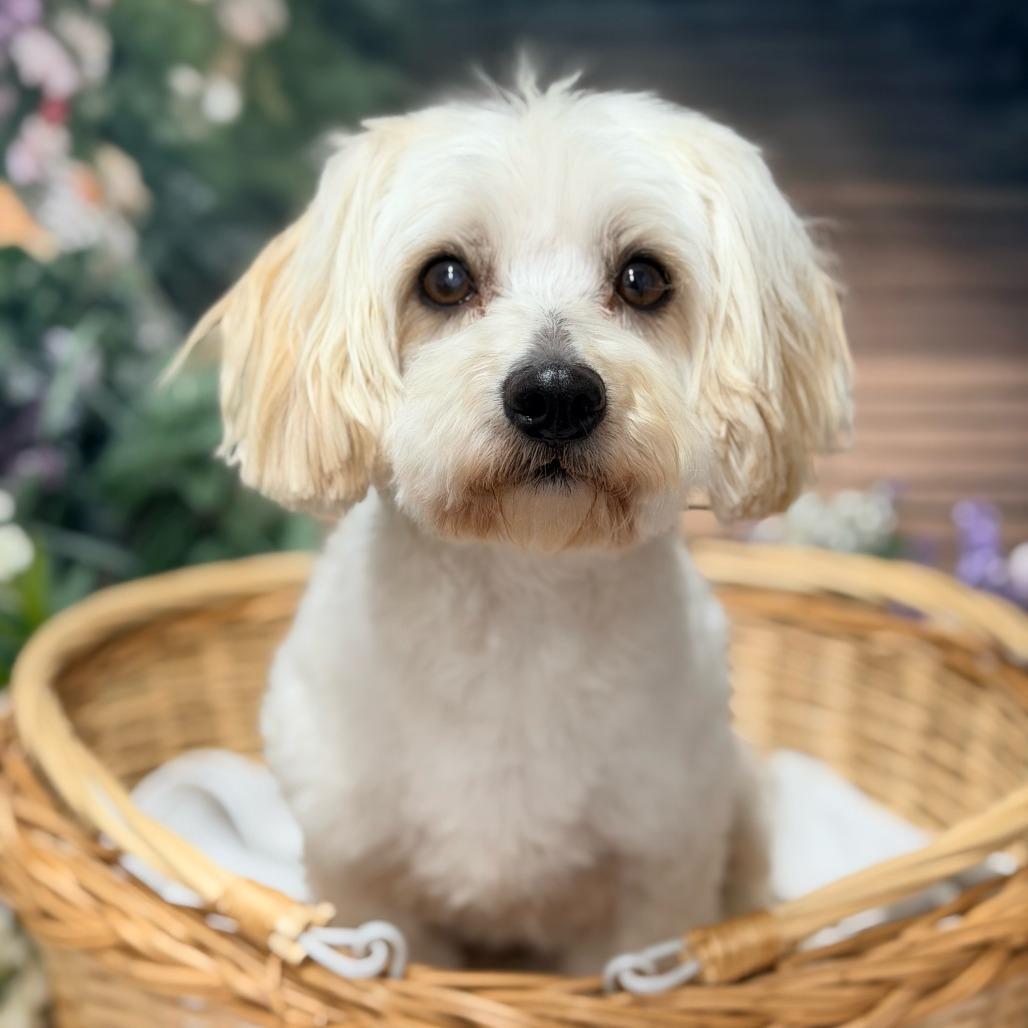 Enlarge Benji, a Adoptable Mixed Breed in Pacific Grove, CA image 4/4