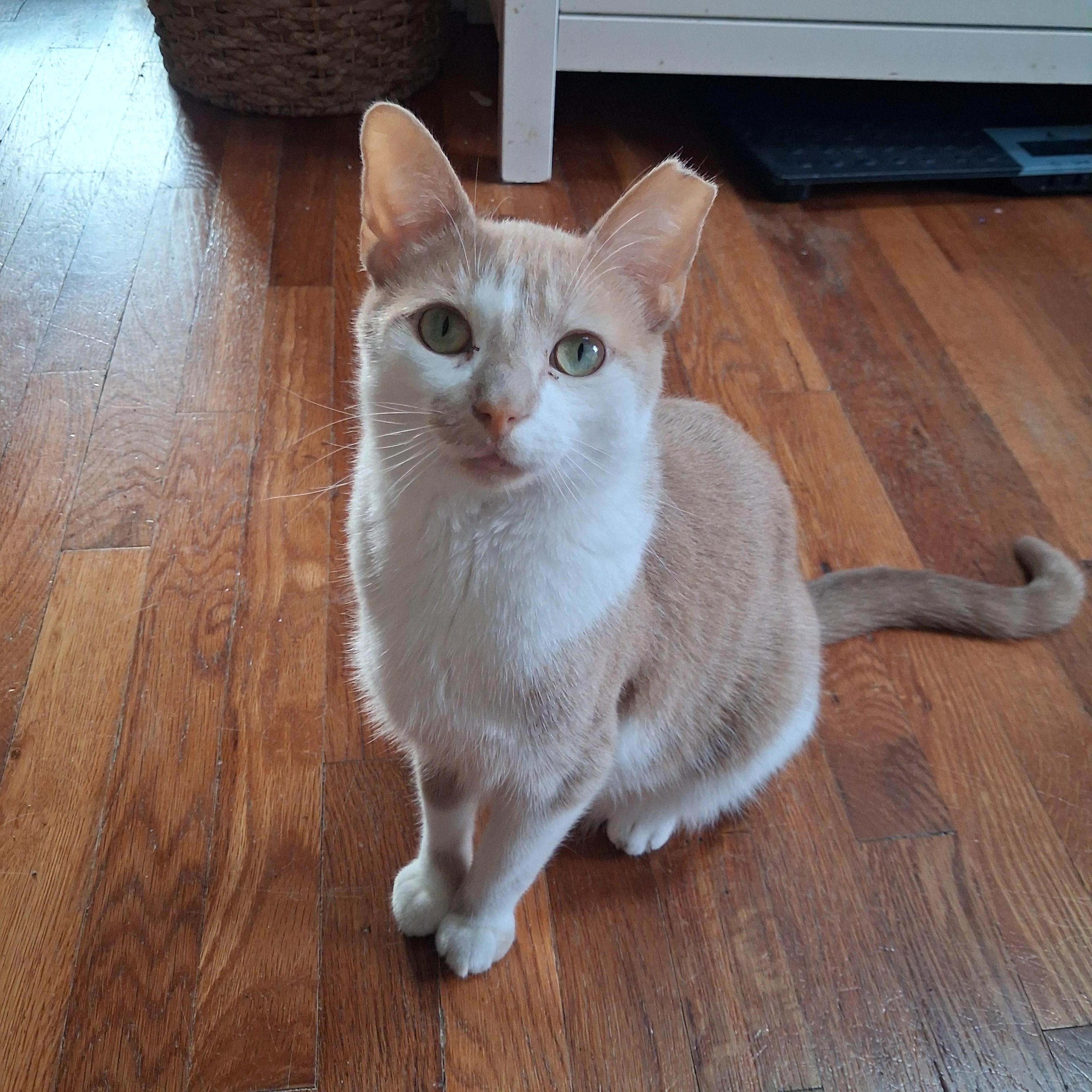Gus, Adoptable, Adult Male Domestic Short Hair.