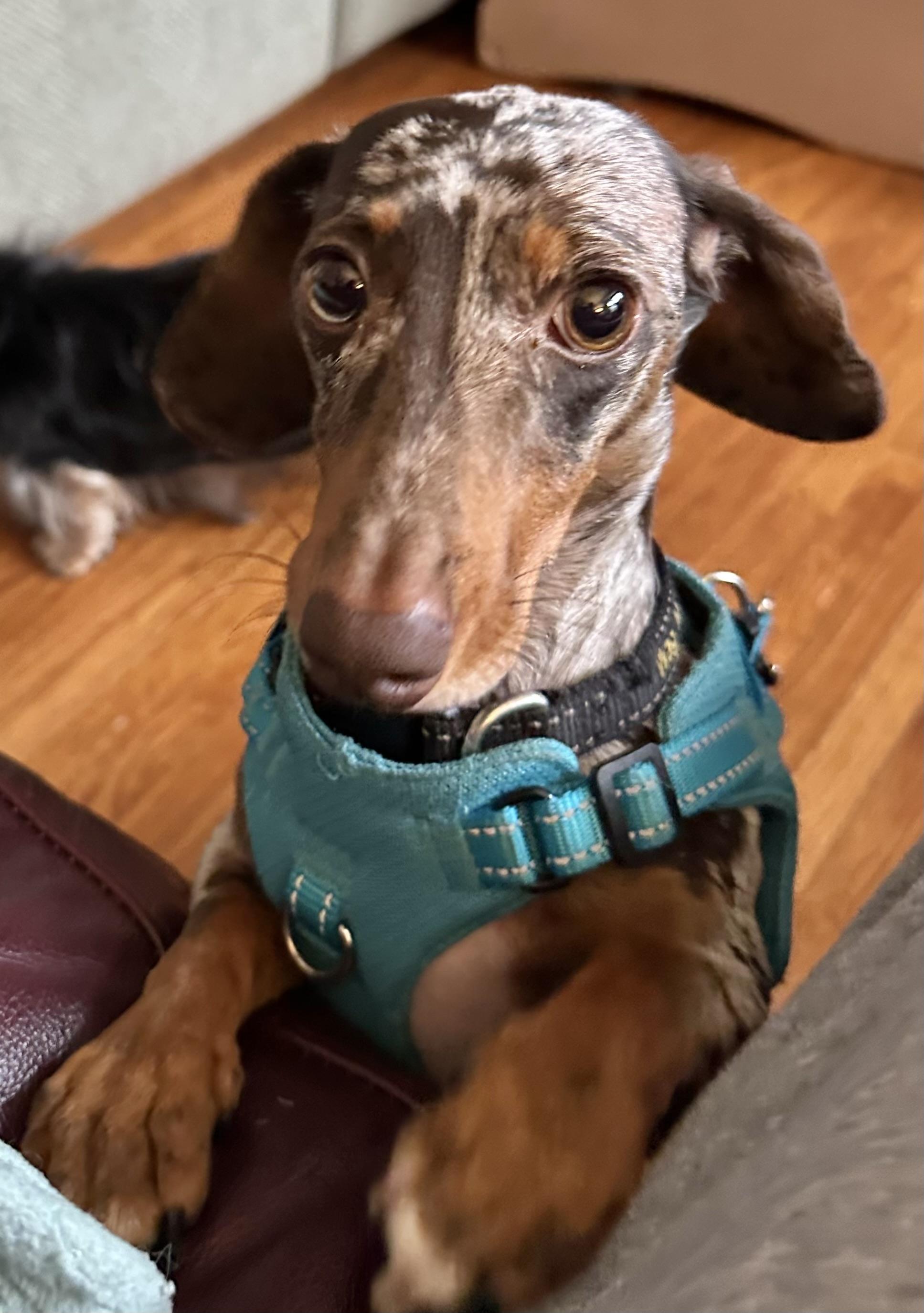 Charlie, a Adoptable Miniature Dachshund in Omaha, NE image 1/5