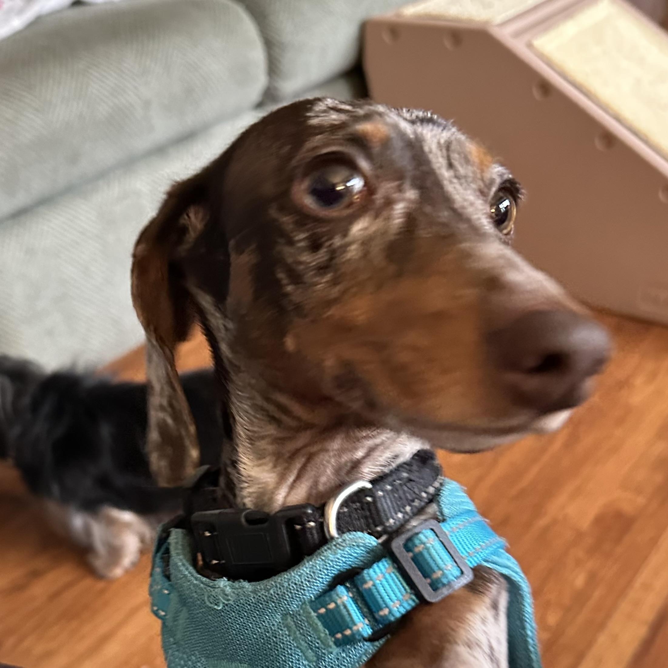 Charlie, a Adoptable Miniature Dachshund in Omaha, NE image 2/5